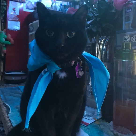 Pet/ human Bandana Poshfixings Exclusive New - Picture 2 of 12